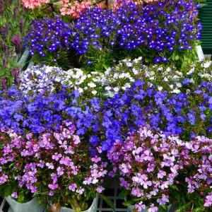 ロベリア 苗 花色お任せ 3.5号 苗 春〜初夏に咲く 紫 小花 青花 260326