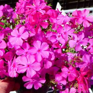 芝桜 種 花の苗 の商品一覧 苗 花 ガーデニング 通販 Yahoo ショッピング