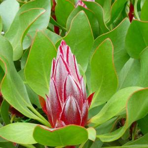 孔雀サボテン ホワイトマジック 白花 5号鉢 多肉植物 充実株 260616