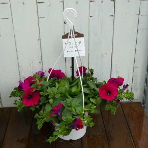 サフィニア 吊り鉢 パープルミニ 5号　苗 庭園 ガーデニング 260303