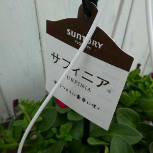 サフィニア 吊り鉢 パープルミニ 5号 苗 庭...の詳細画像3