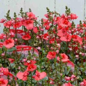 ディアスシア 苗 コーラルレッドコーラル ピンク アプリコット色 ディアスキア 260402