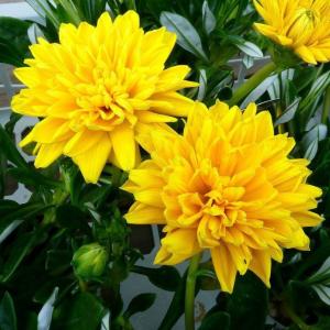 宿根ガザニア 苗 イエローボタン 3.5号 黄花 八重咲き 260326