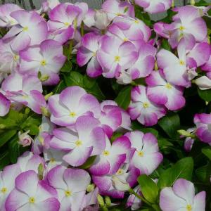 日々草 苗 ブルームーン カクテリーナ 3.5号 夏の花壇苗 ガーデニング 260728