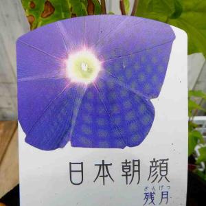 朝顔 苗 日本朝顔 残月 3.5号 青紫 260512