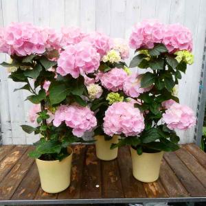 アジサイ ピンクセンセーション  タワー仕立て 全高55cm 5号鉢 ピンク花 母の日 ギフト ハイドランジア あじさい　240507