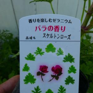 パンパスグラス 苗 ピンクフェザー ピンク花 宿根草 3.5号 260528