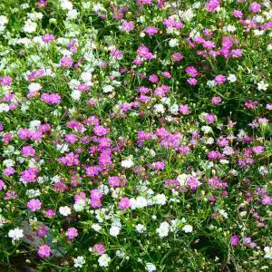 カスミソウ 苗 2色寄せ植え ピンクと白花 3.5号 かすみ草 カスミ草 260514
