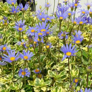 ブルーデージー 苗 斑入り 青花 春咲き 3.5号 ガーデニング 260418