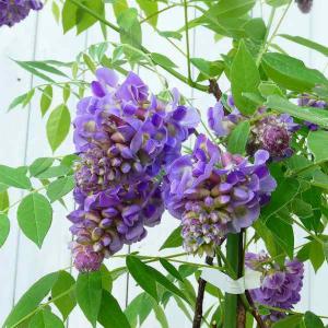 アメリカフジ アメジストフォール 4号ポット苗 : 苗木部 花ひろば