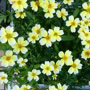 ウィンターコスモス 苗 3.5号 ビデンス 黄花 260915