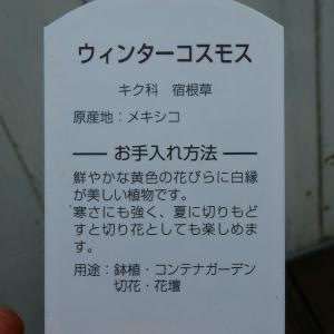ウィンターコスモス 苗 3.5号 ビデンス 黄...の詳細画像4