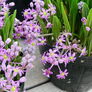 シマツルボ 苗 3.5号 縞ツルボ 丈夫な宿根草...の商品画像