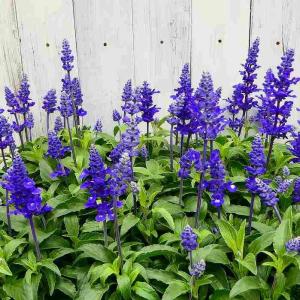 ネモフィラ 苗 3.5号 青花 耐寒性強 春の花 260407 : お花処 昌山園