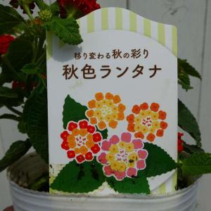 ランタナ 苗 秋色ランタナ 3号 花色お任せ ...の詳細画像2