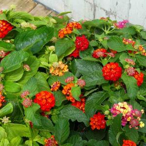 ランタナ 苗 秋色ランタナ 3号 花色お任せ ...の詳細画像3