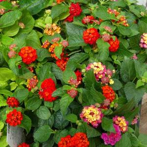 ランタナ 苗 秋色ランタナ 3号 花色お任せ ...の詳細画像4