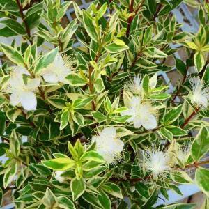 5.　斑入り銀梅花　フイリギンバイカ　マートル　抜き苗 ギンバイカ 苗 5号 銀梅花 斑入り マートル 251104 : お花処 昌山園