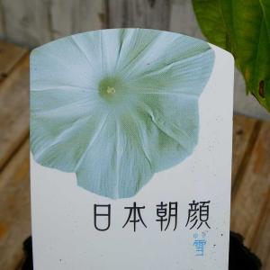 朝顔 苗 日本朝顔 雪 3.5号 白花 260512