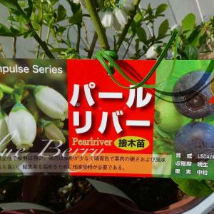 タイサンボク リトルジェム 3.5号ポット 挿し木苗 苗木 : エスフルール