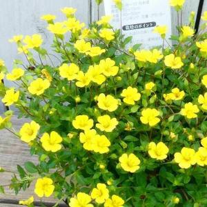 メカルドニア 苗 ゴールドダスト 3.5号 黄花...の商品画像