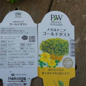 メカルドニア 苗 ゴールドダスト 3.5号 黄...の詳細画像3
