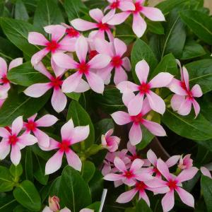 西洋オキナグサ 紫花 9cmポット苗 宿根草/翁草/プルサティラ/※今季開花