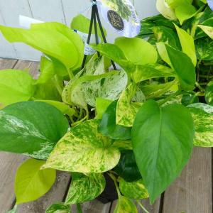 ストレリチア オーガスタ 極楽鳥花 3株植え 7号鉢 観葉植物 : お花処