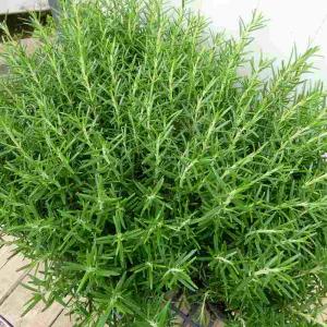 お花処 昌山園 香り良い植物 Yahoo ショッピング