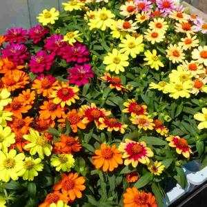 チョウセンニンジン苗木　プルプレア苗木セット チョウセンニンジン 2.5号ポット苗 : 苗木部 花ひろばオンライン
