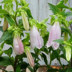 ホタルブクロ 苗 の商品一覧 花 ガーデニング 通販 Yahoo ショッピング