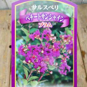 ジャバラ 苗木 4.5号鉢 柑橘 果樹苗 庭木 邪払 花粉症 260414 : お花処