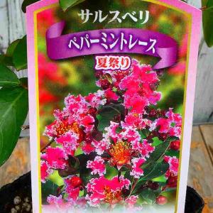 ジャバラ 苗木 4.5号鉢 柑橘 果樹苗 庭木 邪払 花粉症 260414 : お花処