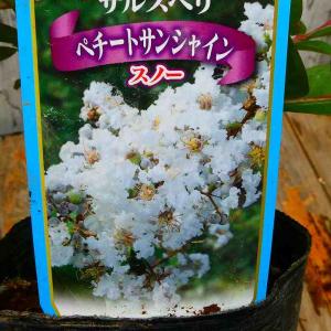 ジャバラ 苗木 4.5号鉢 柑橘 果樹苗 庭木 邪払 花粉症 260414 : お花処