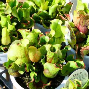 食虫植物 サラセニア プルプレア 5号鉢 観葉植...の商品画像