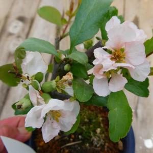 ボケ 紅牡丹 赤花 4号鉢 盆栽素材 木瓜 春の花 251203 : お花処 昌山園