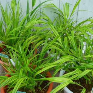 風知草 苗 斑入り 6号鉢 フウチソウ 宿根草 草物盆栽 260718