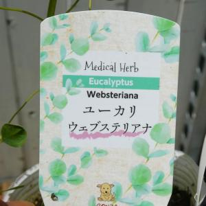 ユーカリ 苗 ウェブステリアナ 3号 シルバー...の詳細画像2