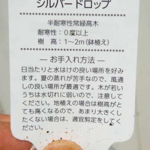 ユーカリ 苗 ウェブステリアナ 3号 シルバー...の詳細画像3