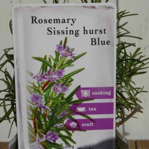 ローズマリー 苗 シッシングハーストブルー 3号 ハーブ苗 251216