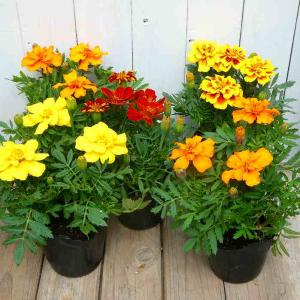 マリーゴールド 苗 花色お任せ 花苗 3.5号...の詳細画像2