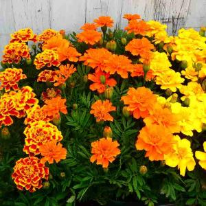 マリーゴールド 苗 花色お任せ 花苗 3.5号...の詳細画像3