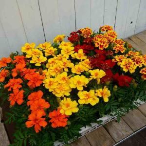 マリーゴールド 苗 花色お任せ 花苗 3.5号...の詳細画像4