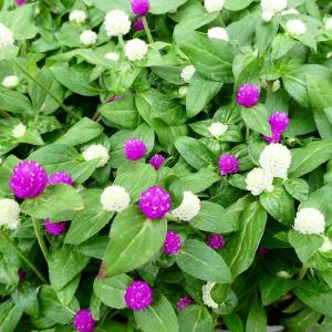 センニチコウ 苗 苗 の商品一覧 花 ガーデニング 通販 Yahoo ショッピング