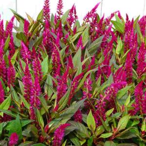 ケイトウ 花 寄せ植え 苗 の商品一覧 花 ガーデニング 通販 Yahoo ショッピング