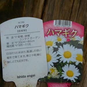 浜菊 苗 ハマギク 3.5号 白花 宿根草 山...の詳細画像3