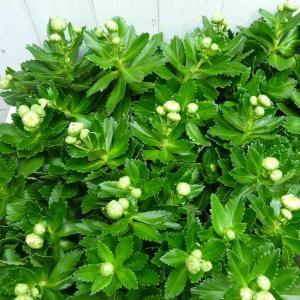 浜菊 苗 ハマギク 3.5号 白花 宿根草 山...の詳細画像4