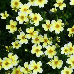 ビデンス 苗 ウィンターコスモス 黄花 姫コスモ...の商品画像