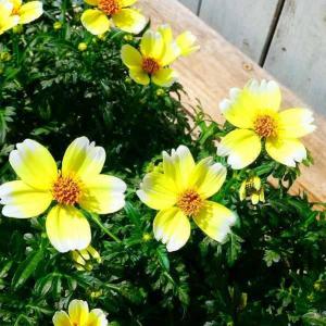 ビデンス 苗 ウィンターコスモス 黄花 姫コス...の詳細画像3