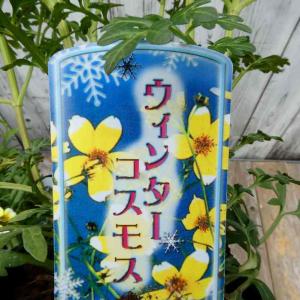 ビデンス 苗 ウィンターコスモス 黄花 姫コス...の詳細画像4